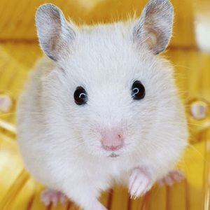 Meet your Posher, Riley